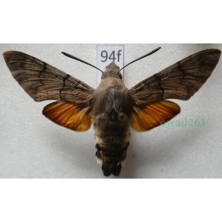 Macroglossum stellatarum (Linnaeus, 1758) Fruczak gołąbek Czech94f